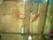 FOR SALE 45 GALLON AQUARIUM INCLUDED 2 RED TEXAS $250 - Photo 3