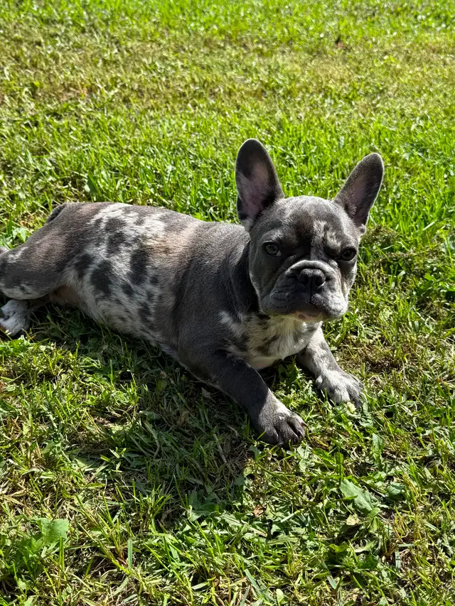 French bulldog baby