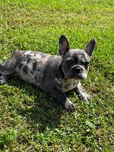 French bulldog baby