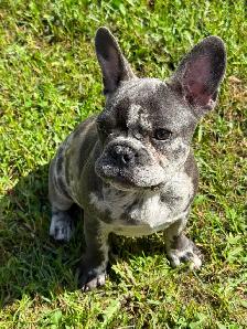 French bulldog baby - Photo 2