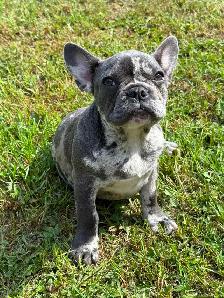 French bulldog baby - Photo 3