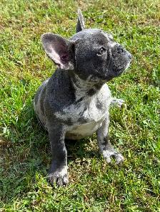 French bulldog baby - Photo 4