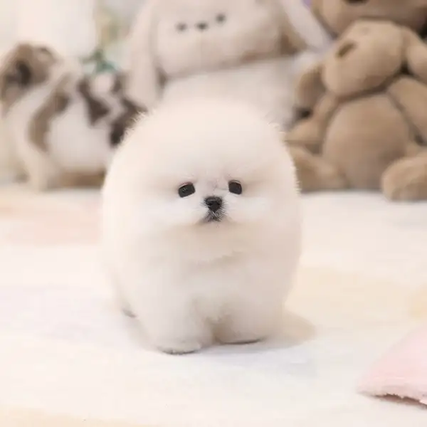 Male & Female Poms for Rehoming