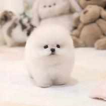 Male & Female Poms for Rehoming
