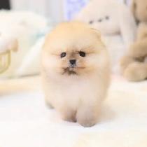 Male & Female Poms for Rehoming - Photo 2