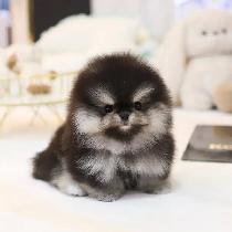 Male & Female Poms for Rehoming - Photo 3