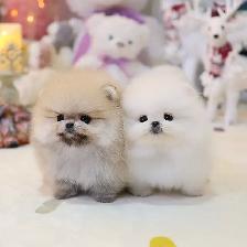 Male & Female Poms for Rehoming - Photo 4
