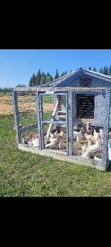 layer chickens for sale