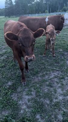 Clarabell 1 year old hellfire. - Photo 2