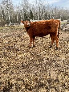 Clarabell 1 year old hellfire. - Photo 4