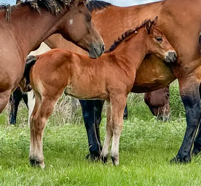 2026 QH/Mustang cross colt