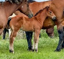 2026 QH/Mustang cross colt