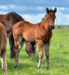 2026 QH/Mustang cross colt - Photo 2