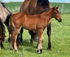 2026 QH/Mustang cross colt - Photo 3