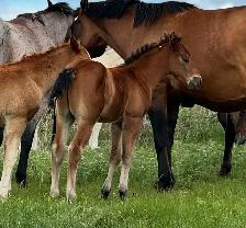 2026 QH/Mustang cross colt - Photo 4