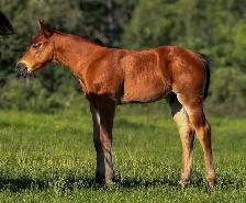 2026 QH/Mustang cross colt - Photo 5