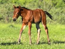 2026 QH/Mustang cross colt - Photo 6