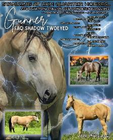 2026 QH/Mustang cross colt - Photo 7