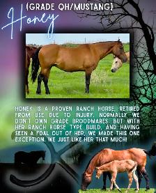 2026 QH/Mustang cross colt - Photo 8