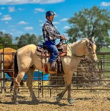 2026 QH/Mustang cross colt - Photo 9