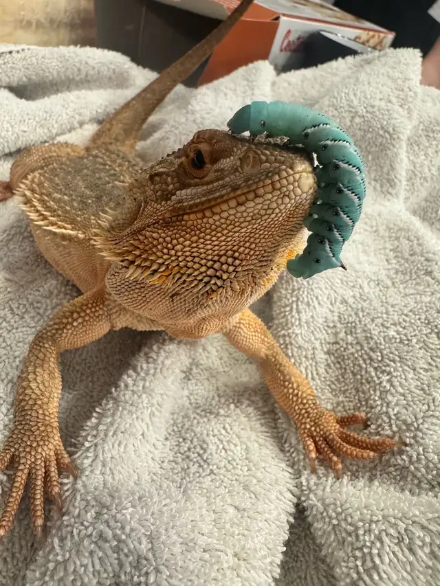 dragon barbu