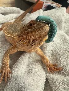 dragon barbu