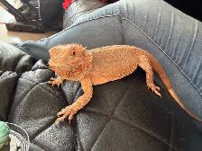 dragon barbu - Photo 2