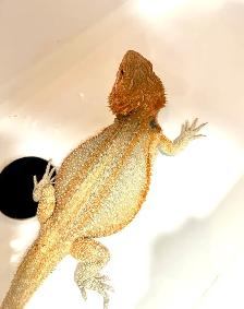 dragon barbu - Photo 3