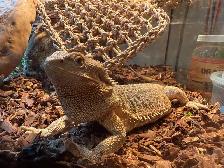dragon barbu - Photo 4
