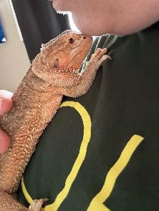 dragon barbu - Photo 6