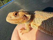 dragon barbu - Photo 7