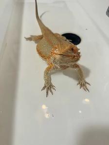 dragon barbu - Photo 8