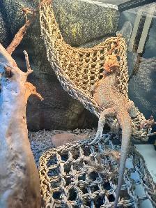 dragon barbu - Photo 9
