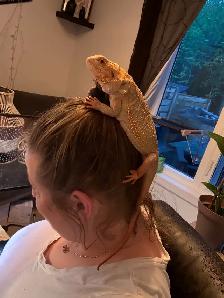 dragon barbu - Photo 10