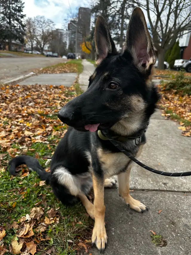 1 year - German Shepherd puppy