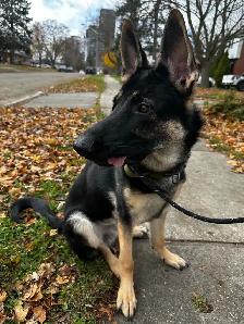 1 year - German Shepherd puppy