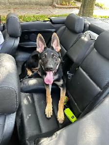 1 year - German Shepherd puppy - Photo 2