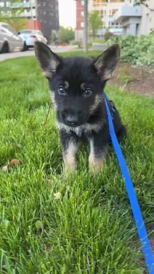 1 year - German Shepherd puppy - Photo 3