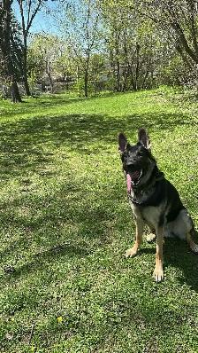 1 year - German Shepherd puppy - Photo 4