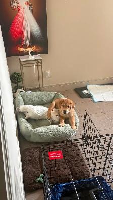 Meet Your New Best Friend! ❤️ Adorable 9-Week-Old Golden Ret