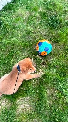 Meet Your New Best Friend! ❤️ Adorable 9-Week-Old Golden Ret - Photo 2