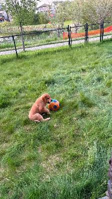 Meet Your New Best Friend! ❤️ Adorable 9-Week-Old Golden Ret - Photo 3