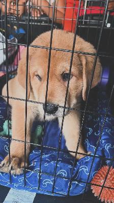 Meet Your New Best Friend! ❤️ Adorable 9-Week-Old Golden Ret - Photo 4