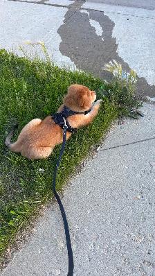Meet Your New Best Friend! ❤️ Adorable 9-Week-Old Golden Ret - Photo 5