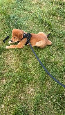 Meet Your New Best Friend! ❤️ Adorable 9-Week-Old Golden Ret - Photo 6