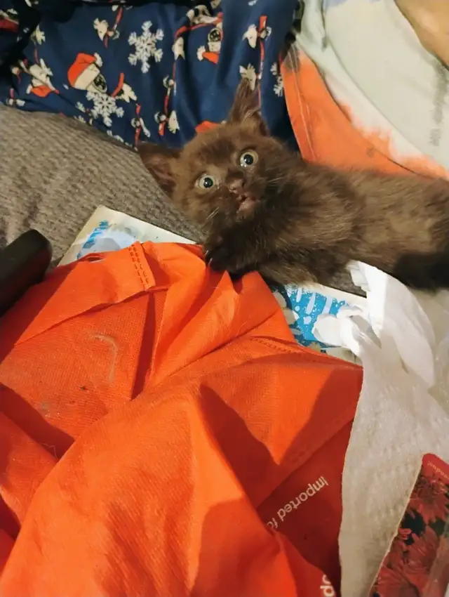 Havana Brown Kitten