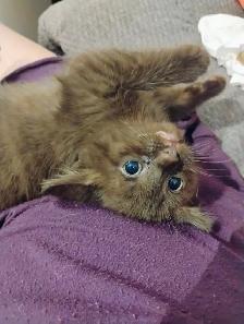 Havana Brown Kitten - Photo 2
