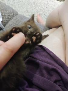 Havana Brown Kitten - Photo 3