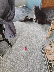 Havana Brown Kitten - Photo 4