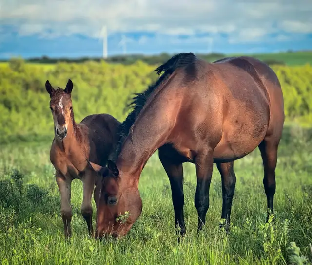 2026 AQHA Filly